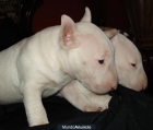 cachorros bullterrier para la venta - mejor precio | unprecio.es