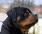 Proxima camada de rottweiler - mejor precio | unprecio.es