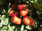 Tomates marmande cuarenteno (40 semillas ecológica) - mejor precio | unprecio.es