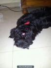 Vendo perrita cruce de cocker con shih ztu - mejor precio | unprecio.es