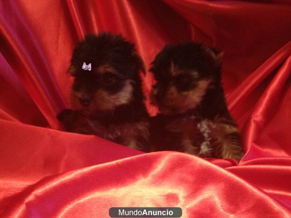 YORKSHIRE MINIS MACHOS Y HEMBRAS 300€