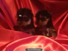 YORKSHIRE MINIS MACHOS Y HEMBRAS 300€ - mejor precio | unprecio.es
