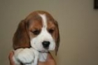Beagle de 2 meses con excelente pedigree, 400 euros. - mejor precio | unprecio.es