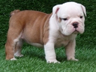 BULLDOG INGLES - mejor precio | unprecio.es