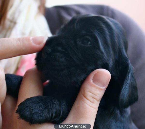 cachorro de cocker
