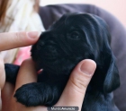 cachorro de cocker - mejor precio | unprecio.es