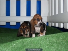 Cachorros de Basset hound - mejor precio | unprecio.es