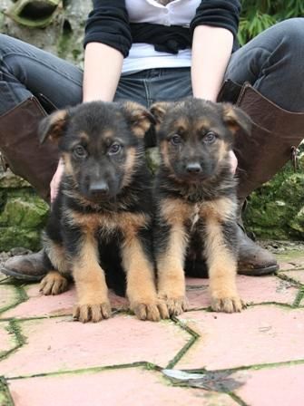 CACHORROS DE PASTOR ALEMAN 600