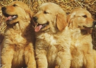EXCELENTES CACHORROS DE GOLDEN RETRIEVER CRIADERO EN GIRONA - mejor precio | unprecio.es