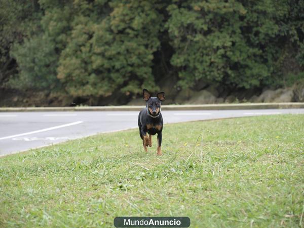 PINSCHER MINIATURA