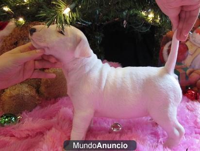 Regalo gratis camada de bull terrier