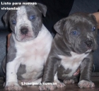 American Pitbull Cachorros - mejor precio | unprecio.es