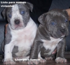 American Pitbull Cachorros - mejor precio | unprecio.es