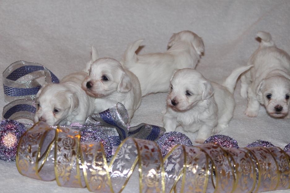 Bichon maltes