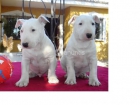Bull Terrier de calidad. La Coruña - mejor precio | unprecio.es