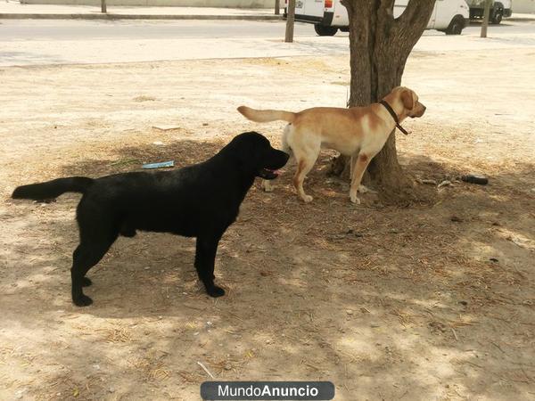 Busco labradora para cruzar con labrador