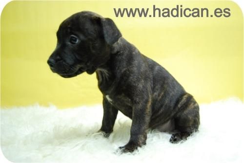 Cachorritos con 2 meses de Staffordshire Bullterrier.