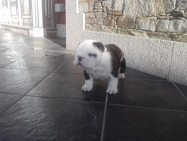cachorro bulldog ingles