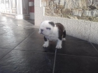 cachorro bulldog ingles - mejor precio | unprecio.es
