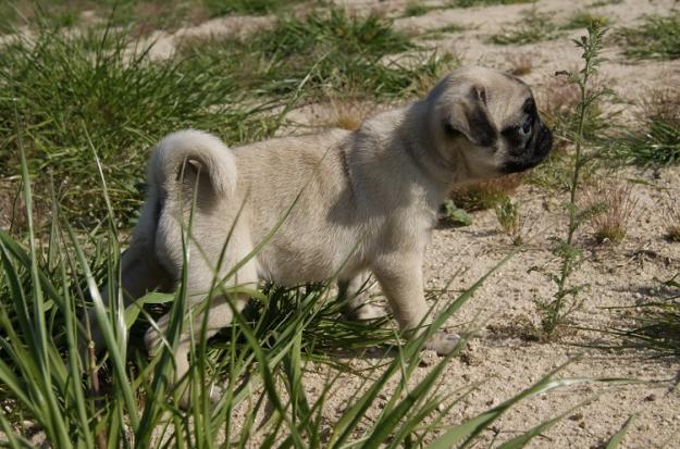 Carlino