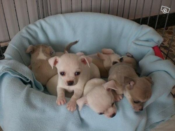 Chihuahua cachorros adorables