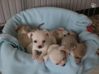 Chihuahua cachorros adorables - mejor precio | unprecio.es