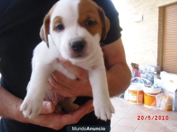 Criador profesional de Jack Russell