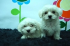 EN www.animalflower.com OFRECEMOS GARANTIAS SANITARIAS POR ESCRITO _ Bichon maltes _ HA UN BUEN PRECIO - mejor precio | unprecio.es