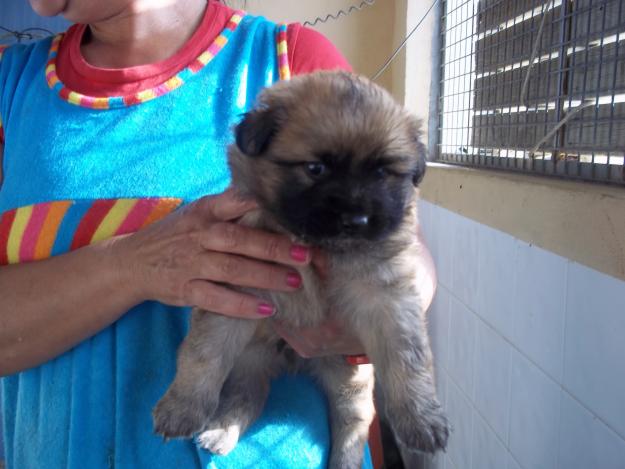 estos cachorros estan en la perrera de adra y necesitan urgentemente una familia