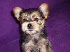 EXCELENTE CAMADA DE YORKSHIRE TERRIER - mejor precio | unprecio.es