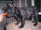 exelente cachorro de bulldog frances - mejor precio | unprecio.es