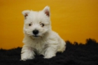 FANTASTICOS WESTY DE EXCELENTE CARACTER (PEDIGREE) - mejor precio | unprecio.es