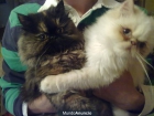 Gata Persa Tortuga y Gato Persa Himalayo - mejor precio | unprecio.es