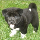 Vendo cachorritas AKITA - mejor precio | unprecio.es