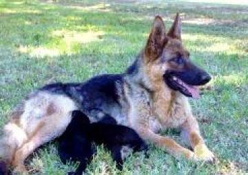 impresionantes cachorros de pastor alemán