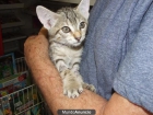 Adopta a Zapatitos, gatito sin rabito - mejor precio | unprecio.es