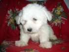 BICHON MALTES inmejorables - mejor precio | unprecio.es
