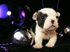 bulldog Francés hembra 150 - mejor precio | unprecio.es