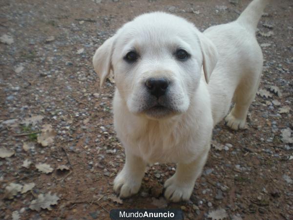 cachorro labrador barcelona criadero elige a 25min barcelona