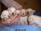 CACHORROS DE CANICHE TOY BLANCOS - mejor precio | unprecio.es