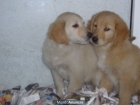 CACHORROS DE GOLDEN RETRIEVER, 450 EUROS - mejor precio | unprecio.es