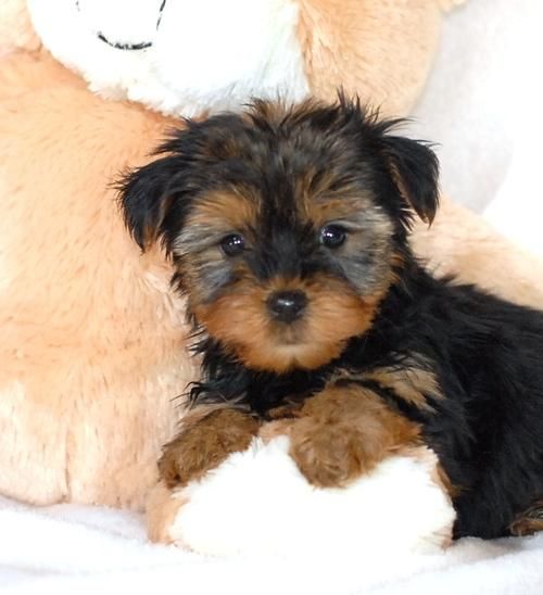 cachorros macho y hembra yorkie