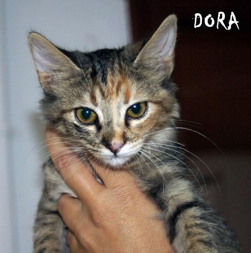 Dora una gatita exploradora busca hogar