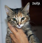 Dora una gatita exploradora busca hogar - mejor precio | unprecio.es