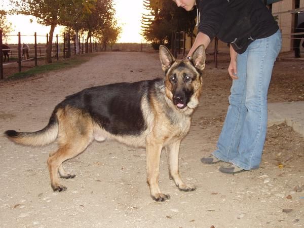 pastor aleman en adopcion.