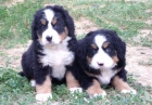 Preciosos cachorros de BOYERO DE BERNA. - mejor precio | unprecio.es