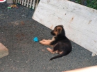 vendo cachorros de pastor aleman de lanzarote - mejor precio | unprecio.es