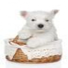 Amantes de los West Highland White Terrier - mejor precio | unprecio.es