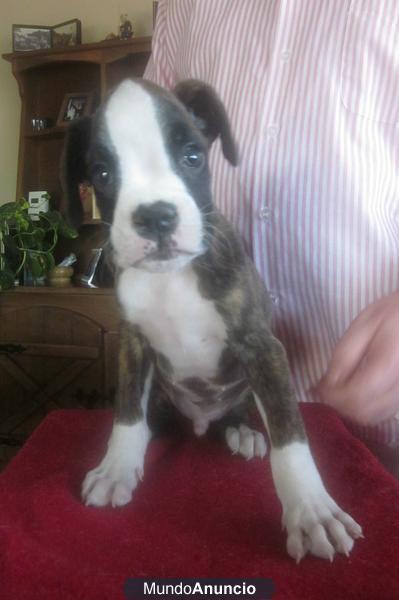 boxer cachorros pedegrre de campeones