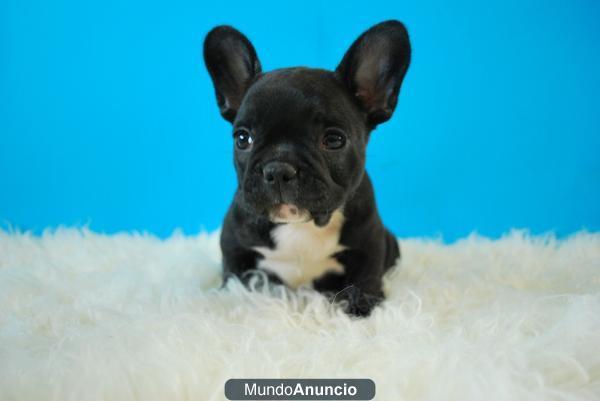 BULLDOG FRANCES FOTOS DE LA CAMADA